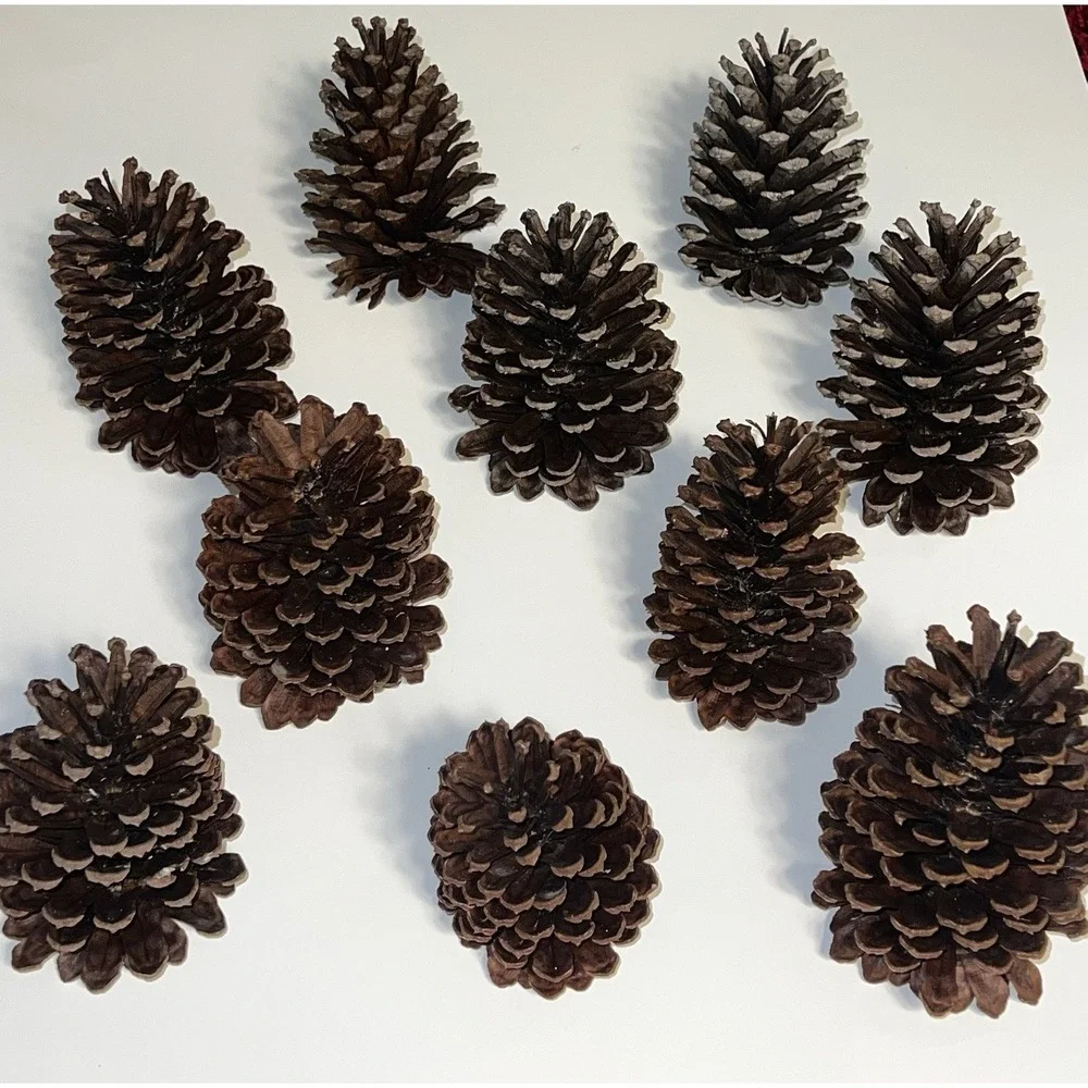 Bundle Of 18 PineCones Handpicked Washed Sun-dried Excellent Condition